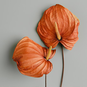 Florals for drink stylingl