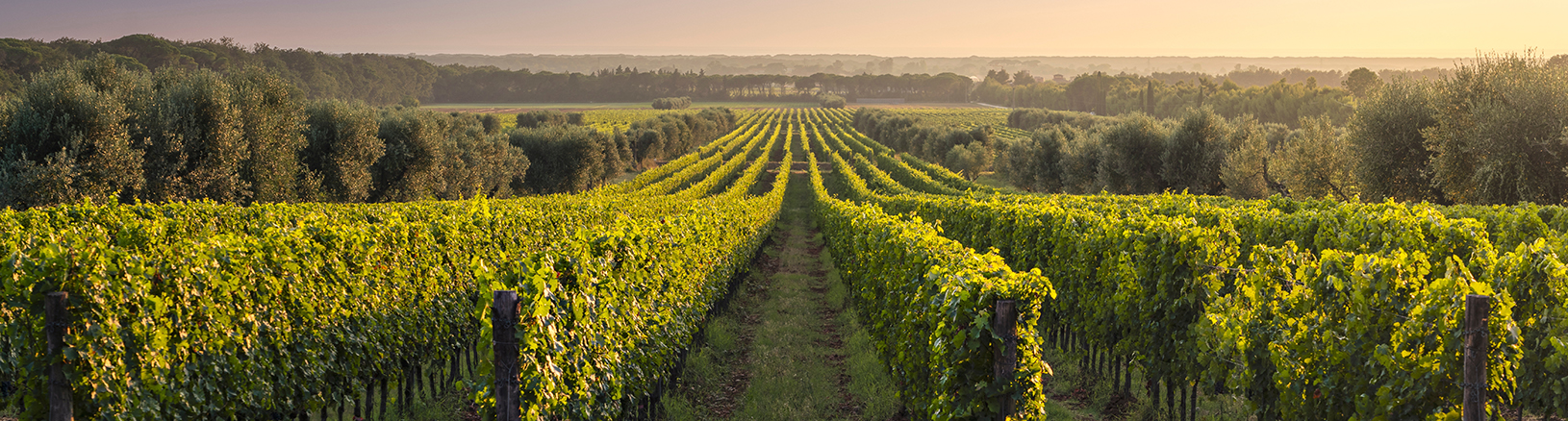 Explore the Yarra Valley