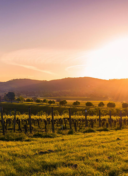 Discover The Yarra Valley